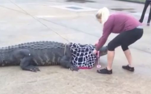 363-килограммовый алигатор пришел на "шопинг" в Техасе
