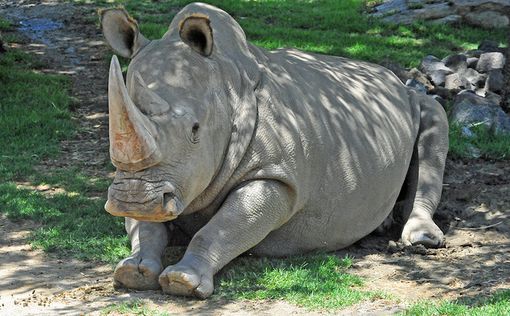 Умер один из 4 последних северных белых носорогов