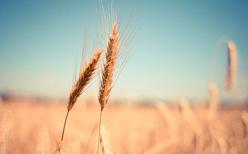 Ученые открыли ключ к устойчивым к засухе сортам пшеницы
