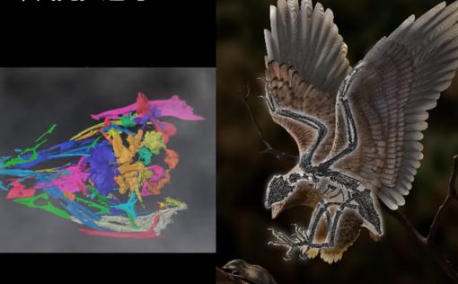 Удивительное открытие: в Китае нашли птицу с головой динозавра