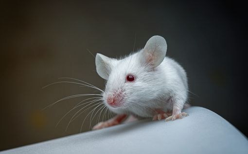 Ученые: ДНК мыши поможет найти лекарство от ВИЧ
