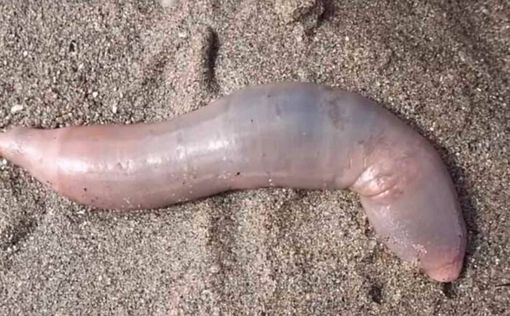 “Рыбы-пенисы” заполонили пляж в Аргентине