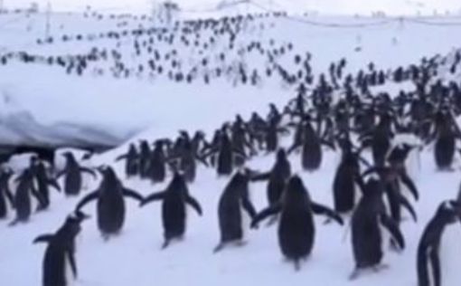 Ученые бьют тревогу: смертоносный птичий грипп добрался до пингвинов