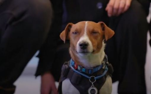 Впервые в истории: украинский пес Патрон стал послом доброй воли