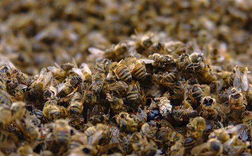 Экстремальная жара в Аризоне обрекает пчел на смерть, расплавляя их ульи