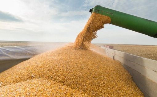 Египет отказался покупать российскую пшеницу