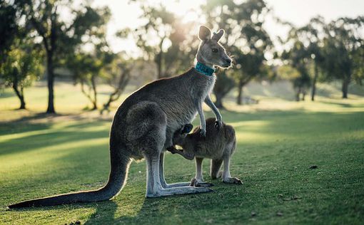 В Австралии предложили отстреливать кенгуру, чтобы они не умирали от голода