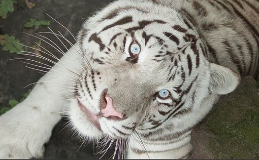 Белого тигра эвакуировали из Харьковского экопарка