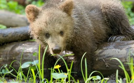 Осиротевший медвежонок нашел приют в боснийской деревне