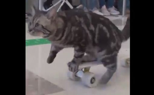 Кот из Китая попал в Книгу рекордов Гиннеса за быструю езду на скейте
