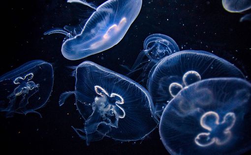 Ядовитые медузы атаковали Канары