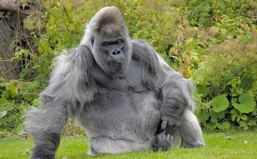 В США гориллу подвергли эвтаназии из-за инфекции