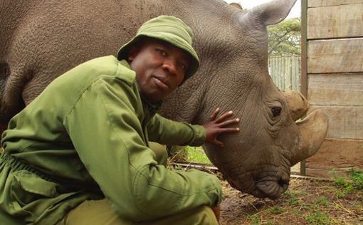 В Кении умер последний в мире самец белого носорога