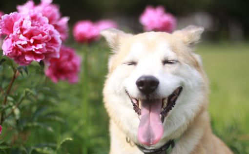 Собаки умеют улыбаться друг другу