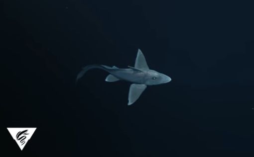 Редчайшую акулу-призрак впервые сняли на видео
