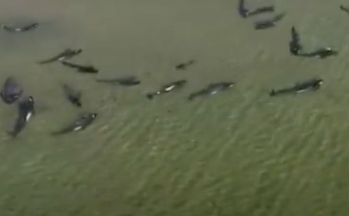 400 черных дельфинов выбросились на берег в Тасмании