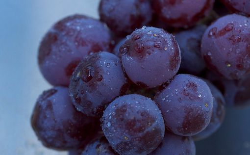 Медики обнаружили целительные свойства черного винограда