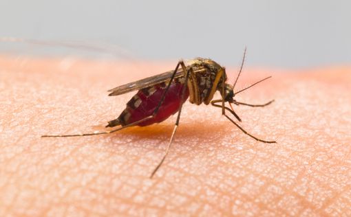 Ученые: комары выбирают человека по генам