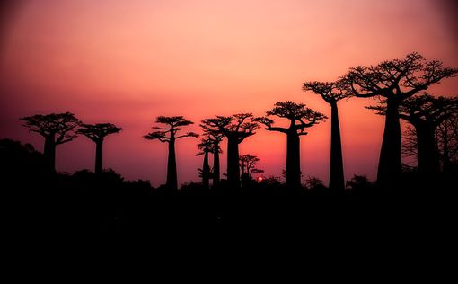 Ученые негодуют: в Африке гибнут тысячелетние баобабы
