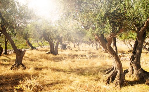 В Турции выкорчевали оливковые деревья