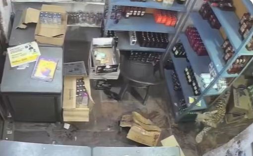 Видео: В Индии леопард ворвался в винный магазин и напал на продавца