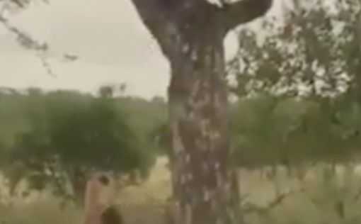 Леопард спас себе жизнь за секунду до атаки - видео