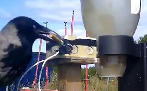В Швеции ворон учат собирать окурки: видео