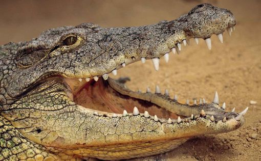 Паломники закормили насмерть священного крокодила