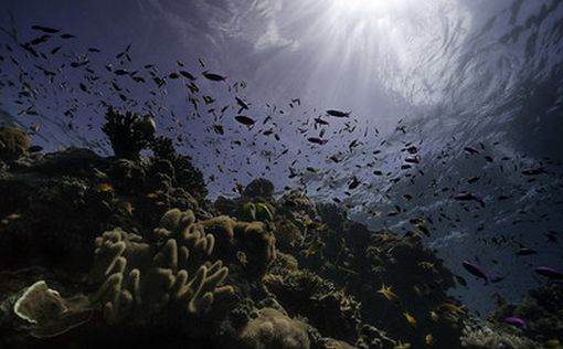 Коралловые рифы Филиппин покрыты медицинскими масками | Фото: AFP