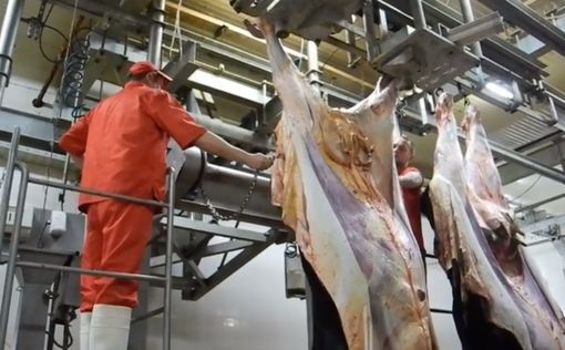 Кошерный забой скота в Бельгии: вступил в силу новый запрет