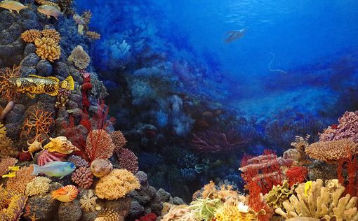 В Тихом океане обнаружили новый огромный коралловый риф