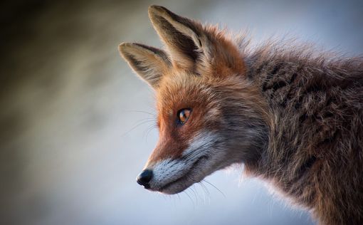 Догксим: Гибрид собаки и лисы впервые обнаружен в Бразилии