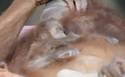 В сафари Рамат-Гана родился малыш орангутана