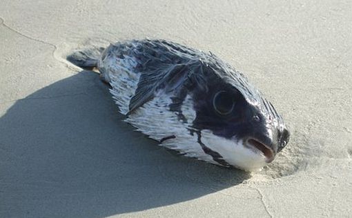 В Австралии тонны мертвой рыбы выбросило на берег