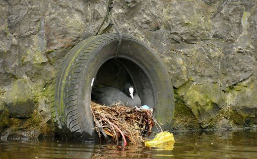 Около 200 видов птиц строят гнезда из опасного для них человеческого мусора