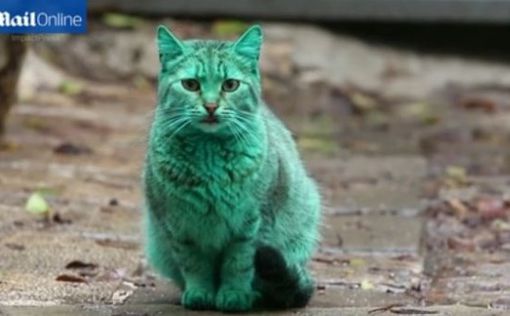 Болгария: Изумрудный кот взорвал соцсети