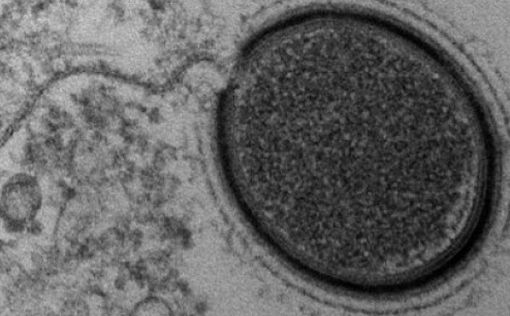 Ученые хотят "разбудить" гигантский доисторический вирус