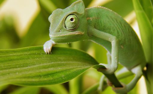 Биологи нашли на Мадагаскаре новые виды хамелеонов