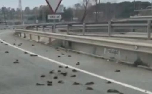 Испания: сотни мертвых птиц усеяли шоссе