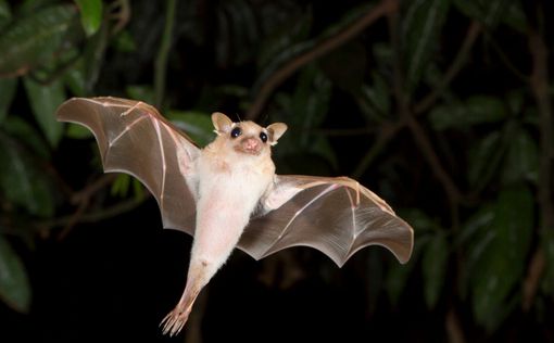 Ученые узнали, как летучая мышь пьет нектар