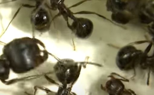 Паника на пляжах Израиля: миллионы муравьев атаковали людей