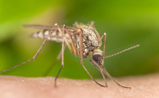 Чтобы спастись от Зика, Израилю придется заняться комарами