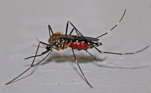 В Антарктиде впервые завелись комары