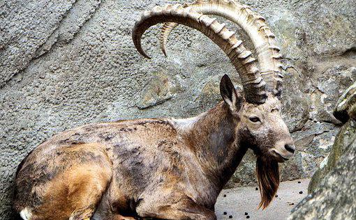 Четыре диких горных козла отравлены на юге Израиля