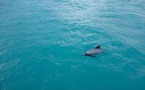 Впервые: дельфин атакован акулой в Израиле