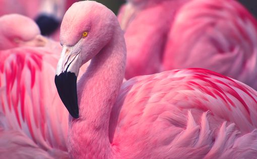 Ученые объяснили, почему фламинго стоят на одной ноге