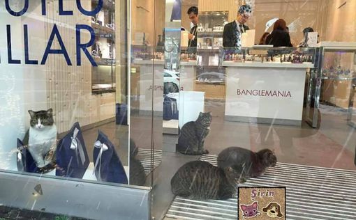 В Стамбуле уличных животных начали впускать в кафе и бутики