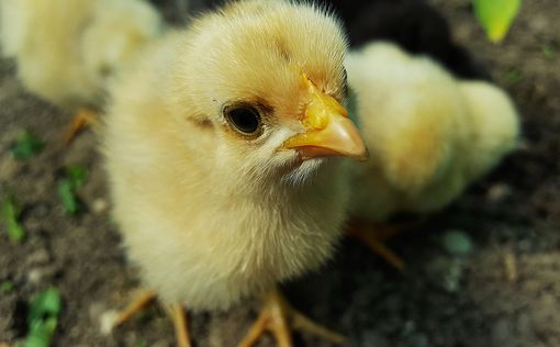Швейцарцы запретили убивать цыплят-самцов дробилкой