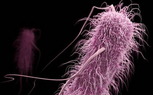 Опасные бактерии атаковали младенцев в Тель-ха-Шомер