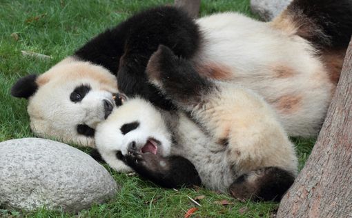 В Китае ищут "обнимателя панд" за $32 тыс. в год
